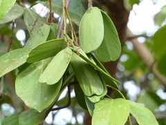 Reissantia grahamii