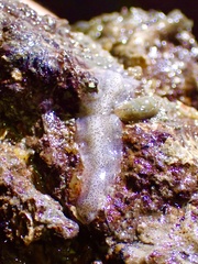 Enchiridium punctatum