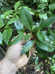 Melodinus australis