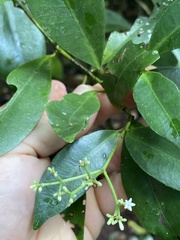 Melodinus australis
