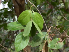 Reissantia grahamii