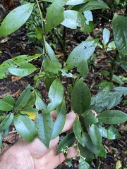 Melodinus australis