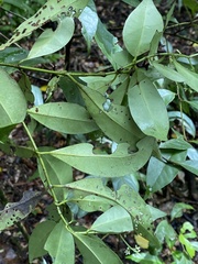 Melodinus australis