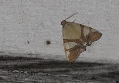 Eulepidotis julianata