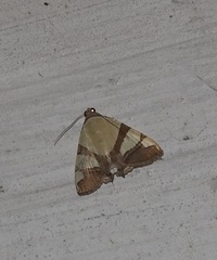 Eulepidotis julianata