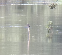 Chloroceryle americana