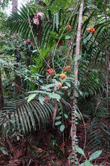Ixora congesta