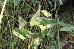 Ipomoea elongata