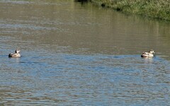 Lophonetta specularioides