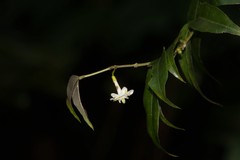 Coptosapelta diffusa