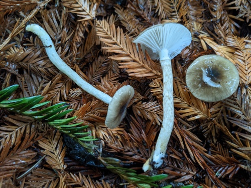 Hygrophorus olivaceoalbus — (c) Trevor Van Loon, some rights reserved (CC BY)