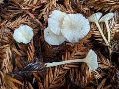 Marasmius calhouniae