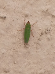 Draeculacephala soluta