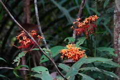 Ixora congesta