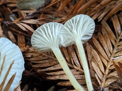 Marasmius calhouniae