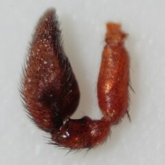 Castianeira trilineata