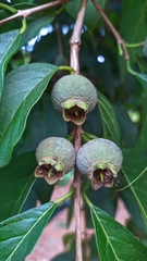 Campomanesia neriiflora