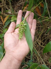 Chusquea bambusoides