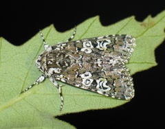 Lamprosticta culta