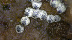 Lasiosphaeria ovina