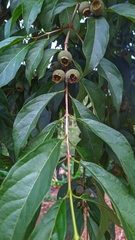 Campomanesia neriiflora