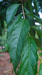 Campomanesia neriiflora