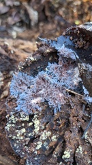 Punctularia atropurpurascens