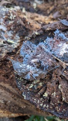 Punctularia atropurpurascens