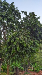 Campomanesia neriiflora