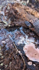 Punctularia atropurpurascens