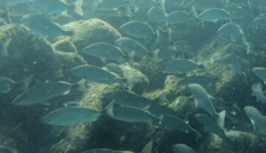 Haemulon maculicauda