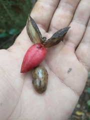 Virola bicuhyba