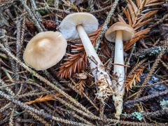 Rhodocollybia asema