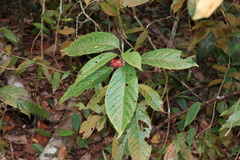 Clerodendrum deflexum