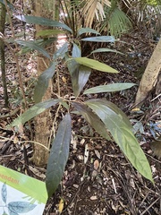 Pittosporum rubiginosum