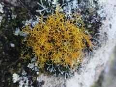 Teloschistes flavicans