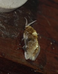 Megalopyge megalopygae