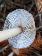 Rhodocollybia asema