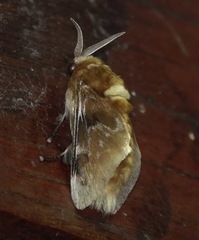 Megalopyge megalopygae