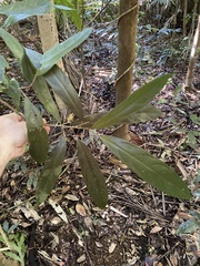 Pittosporum rubiginosum