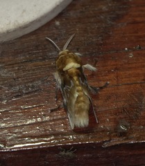 Megalopyge megalopygae