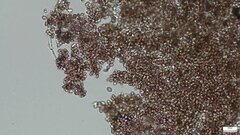 Punctularia atropurpurascens