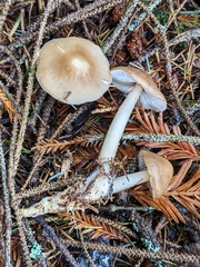 Rhodocollybia asema