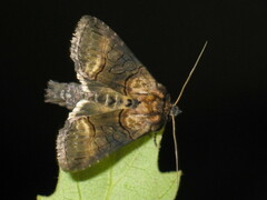 Abrostola asclepiadis
