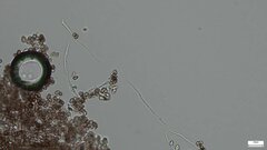 Punctularia atropurpurascens