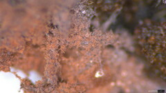 Punctularia atropurpurascens