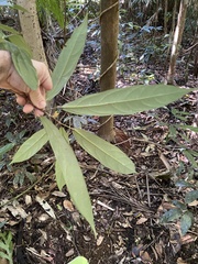 Pittosporum rubiginosum