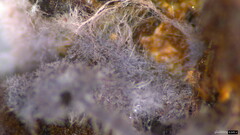 Punctularia atropurpurascens