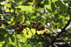 Actinidia rufa