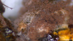 Punctularia atropurpurascens